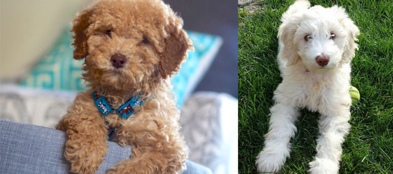 Australian Labradoodles in Ohio