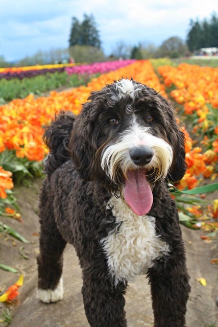 Labradoodle