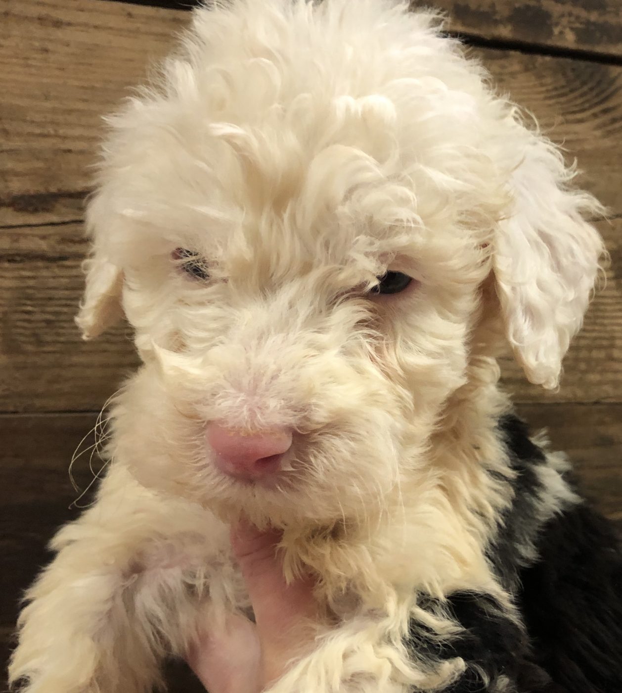 Phoebe and Gus- Small Standard Double Doodles Due October 2018, Home in ...