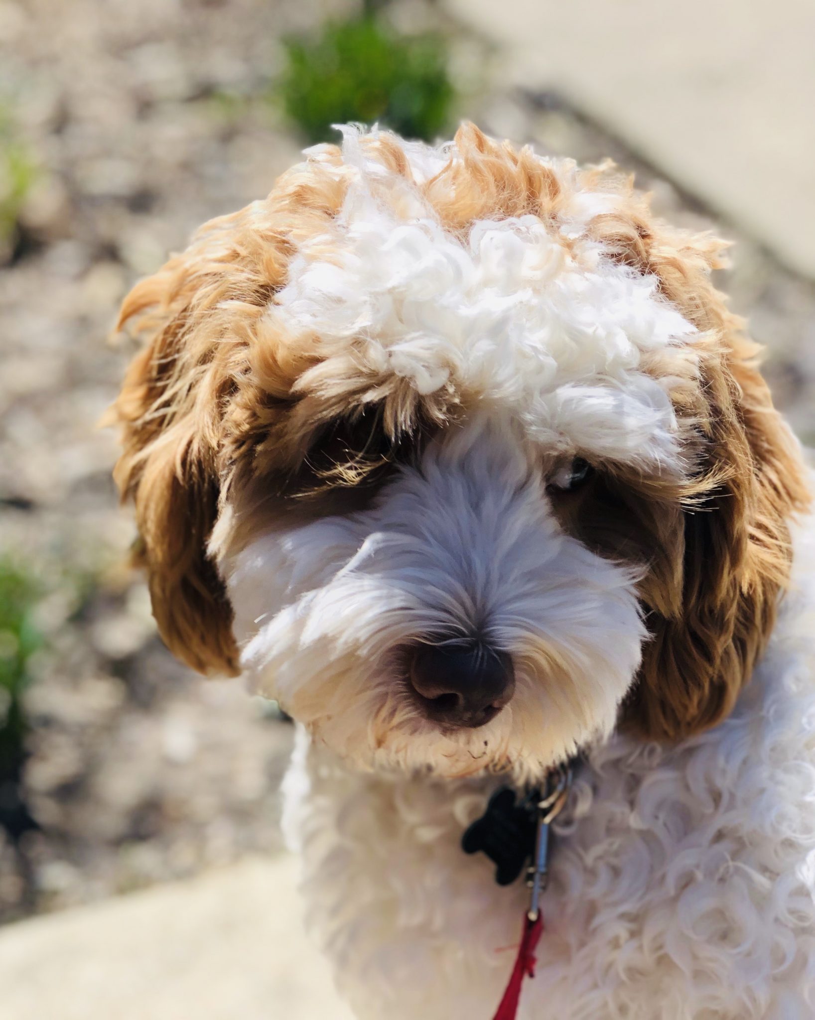 Maci and Harrison-Miniature Australian Labradoodles born August 29,2020 ...