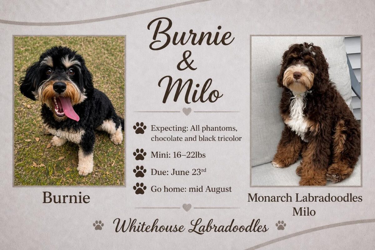 Featured image for “MILO”