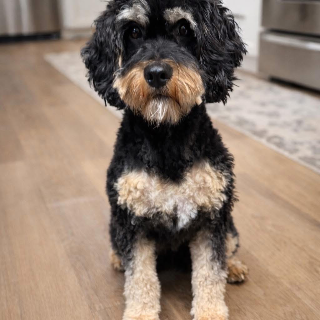 Featured image for “Pinelodge Burnt Biscuit”