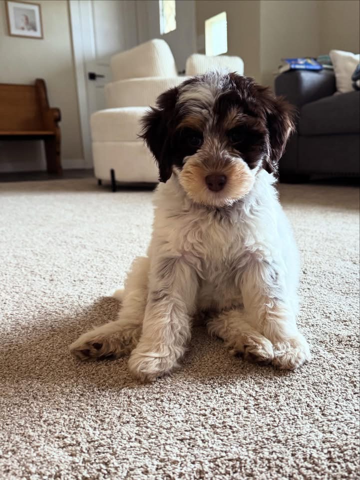 Featured image for “Pinelodge Burnt Biscuit”