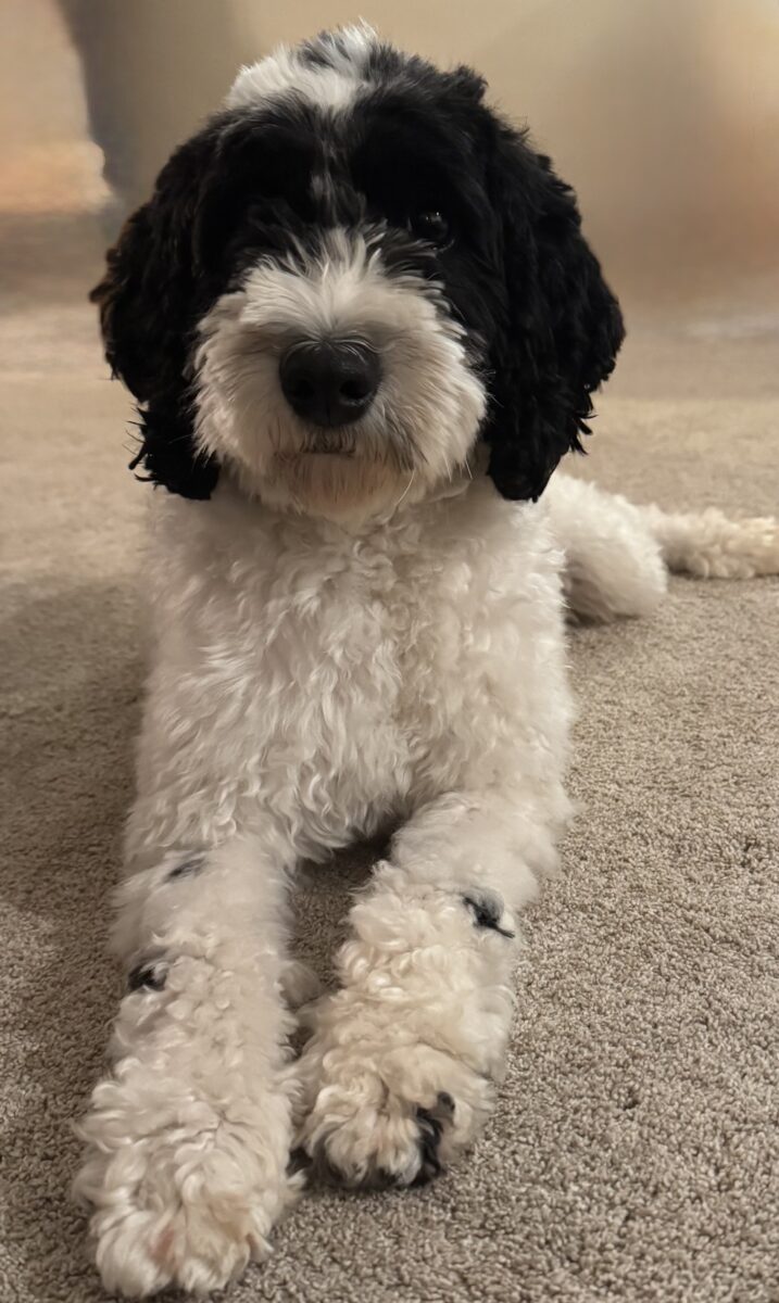 Featured image for “Pinelodge Burnt Biscuit”