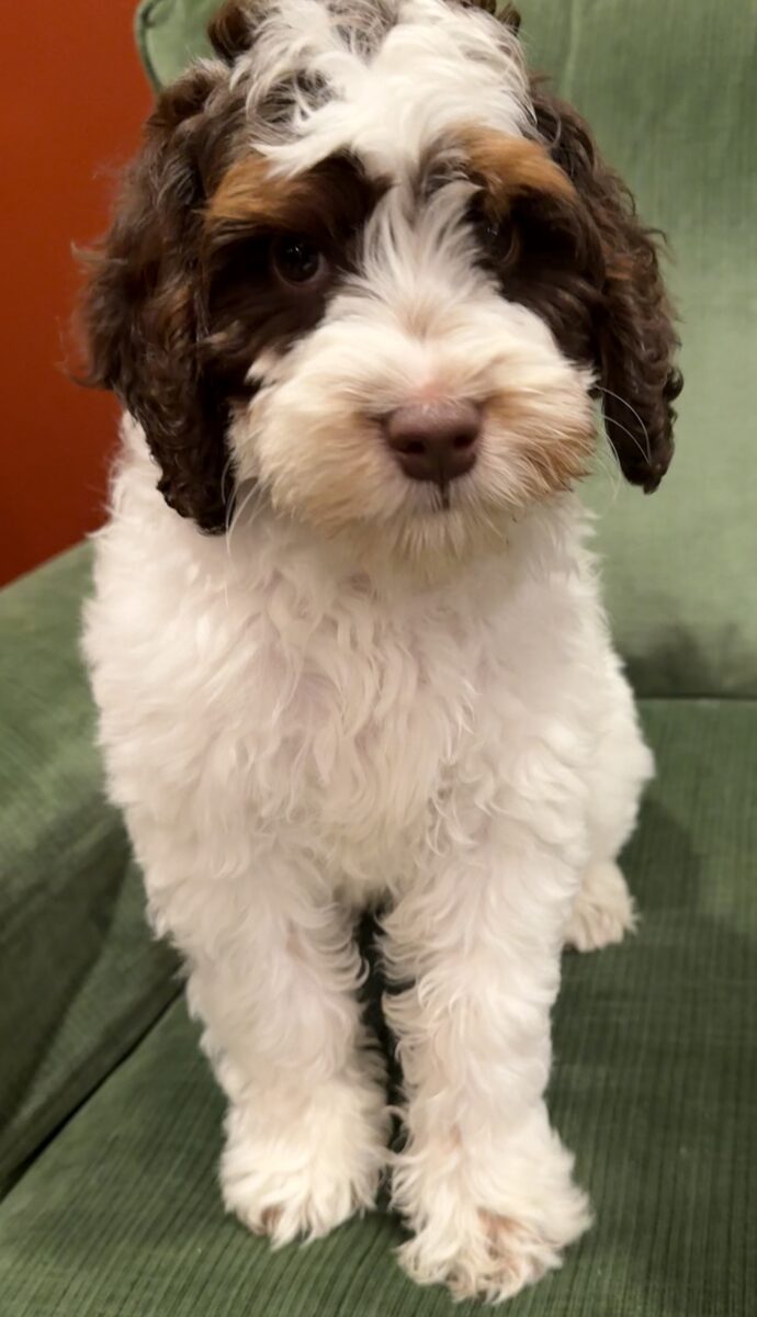 Featured image for “Bunji Roger”