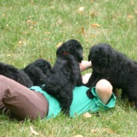 Labradoodle Litter